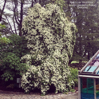 - Cornus kousa 'Elizabeth Lustgarden' Weeping Chinese Dogwood - Mr Maple │ Buy Japanese Maple Trees