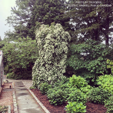 - Cornus kousa 'Elizabeth Lustgarden' Weeping Chinese Dogwood - Mr Maple │ Buy Japanese Maple Trees
