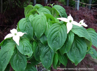 - Cornus kousa 'Girard's Dwarf' White Flowering Chinese Dogwood - Mr Maple │ Buy Japanese Maple Trees
