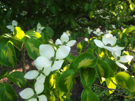 - Cornus kousa 'Gold Star' Variegated Chinese Dogwood - Mr Maple │ Buy Japanese Maple Trees
