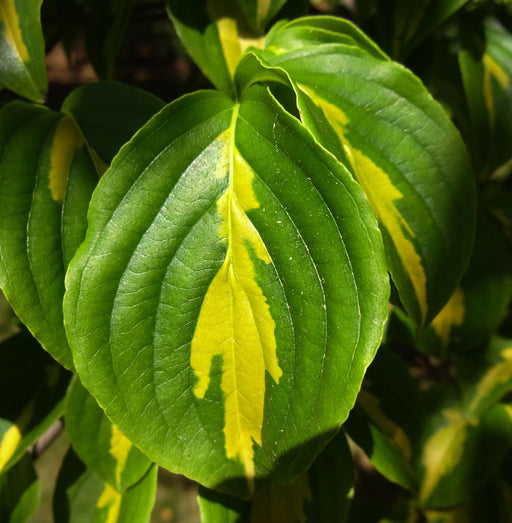 - Cornus kousa 'Gold Star' Variegated Chinese Dogwood - Mr Maple │ Buy Japanese Maple Trees