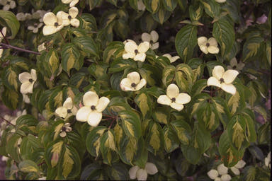 - Cornus kousa 'Golden Cup' Variegated Chinese Dogwood - Mr Maple │ Buy Japanese Maple Trees