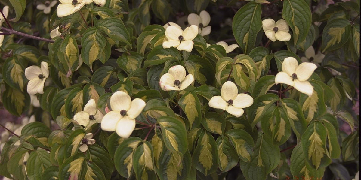 Cornus kousa 'Golden Cup' Variegated Chinese Dogwood — Mr Maple