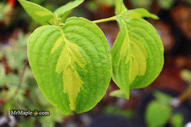 - Cornus kousa 'Golden Cup' Variegated Chinese Dogwood - Mr Maple │ Buy Japanese Maple Trees