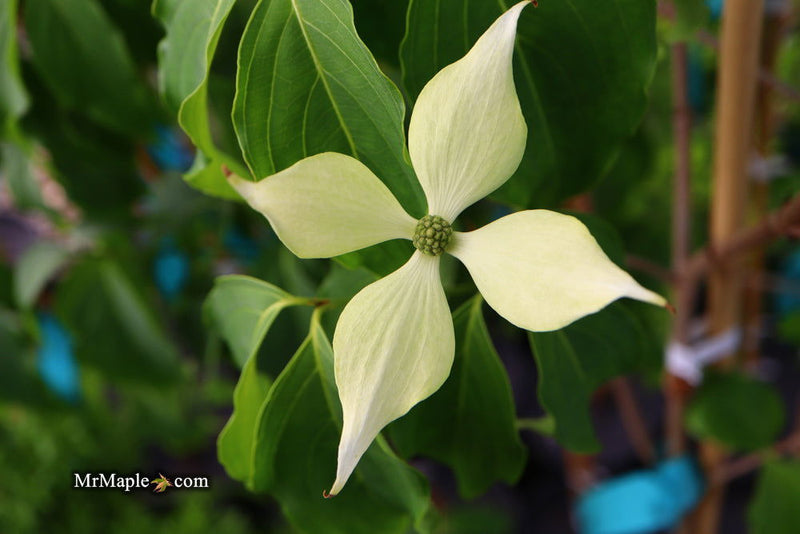 - Cornus kousa 'Green Sleeves' White Flowering Dogwood - Mr Maple │ Buy Japanese Maple Trees