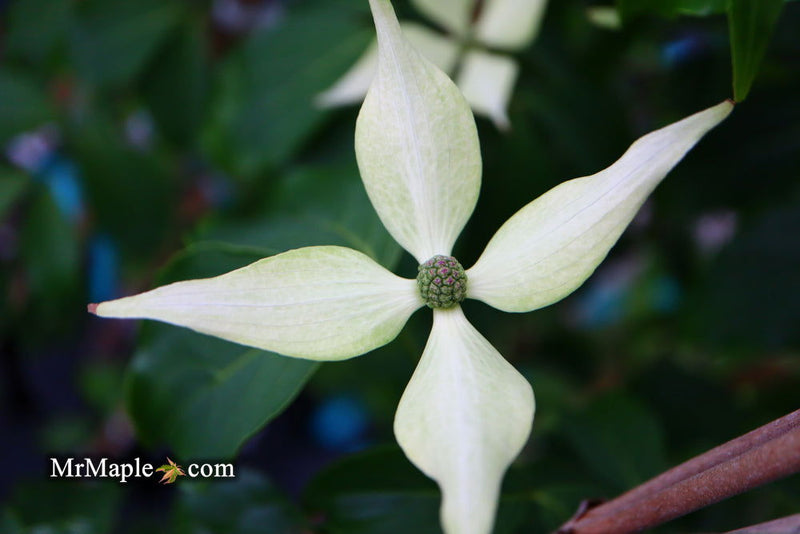 - Cornus kousa 'Green Sleeves' White Flowering Dogwood - Mr Maple │ Buy Japanese Maple Trees