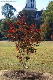 - Cornus kousa 'Green Sleeves' White Flowering Dogwood - Mr Maple │ Buy Japanese Maple Trees