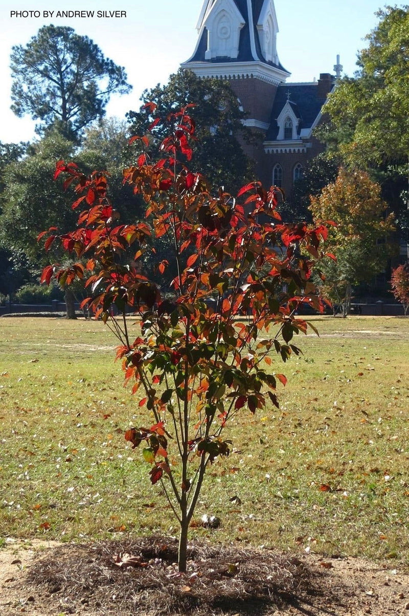 - Cornus kousa 'Green Sleeves' White Flowering Dogwood - Mr Maple │ Buy Japanese Maple Trees