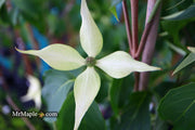 - Cornus kousa 'Green Sleeves' White Flowering Dogwood - Mr Maple │ Buy Japanese Maple Trees