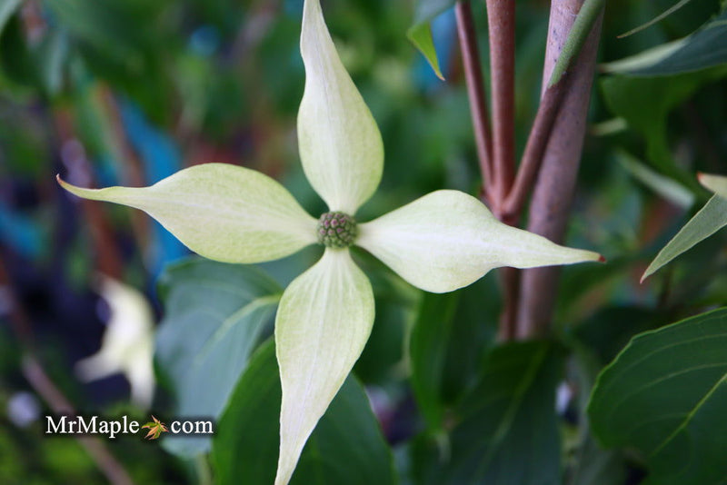 - Cornus kousa 'Green Sleeves' White Flowering Dogwood - Mr Maple │ Buy Japanese Maple Trees