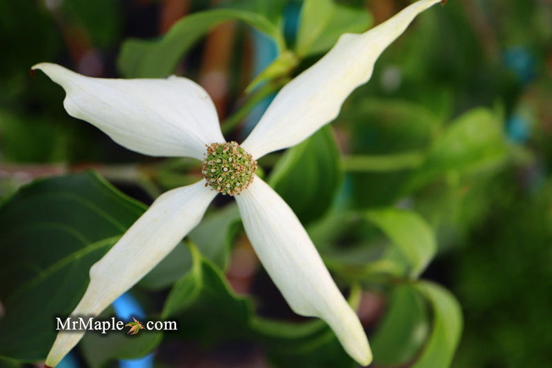 - Cornus kousa 'Green Sleeves' White Flowering Dogwood - Mr Maple │ Buy Japanese Maple Trees
