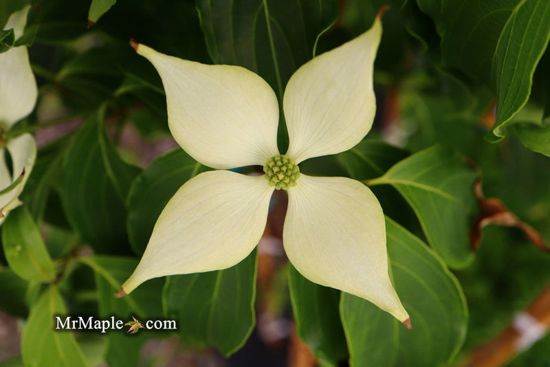 - Cornus kousa 'Green Sleeves' White Flowering Dogwood - Mr Maple │ Buy Japanese Maple Trees