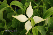 - Cornus kousa 'Green Sleeves' White Flowering Dogwood - Mr Maple │ Buy Japanese Maple Trees