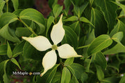 - Cornus kousa 'Green Sleeves' White Flowering Dogwood - Mr Maple │ Buy Japanese Maple Trees