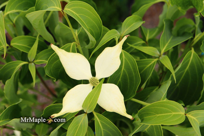 - Cornus kousa 'Green Sleeves' White Flowering Dogwood - Mr Maple │ Buy Japanese Maple Trees
