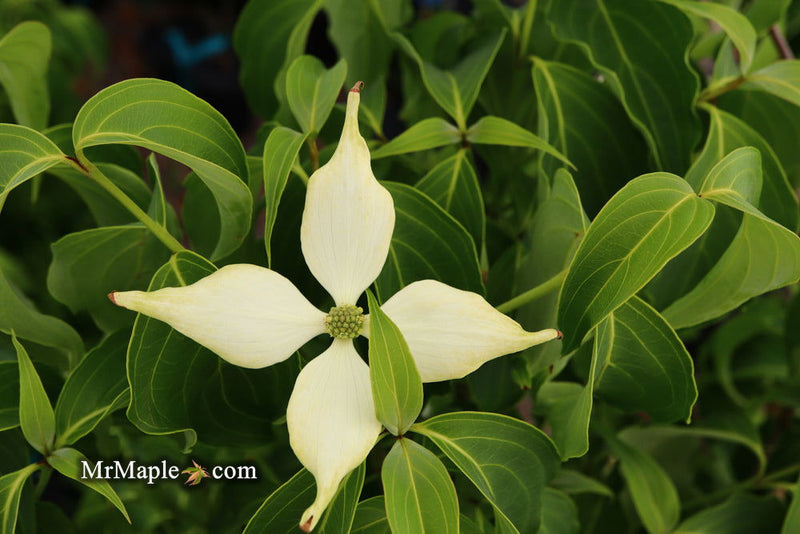 - Cornus kousa 'Green Sleeves' White Flowering Dogwood - Mr Maple │ Buy Japanese Maple Trees