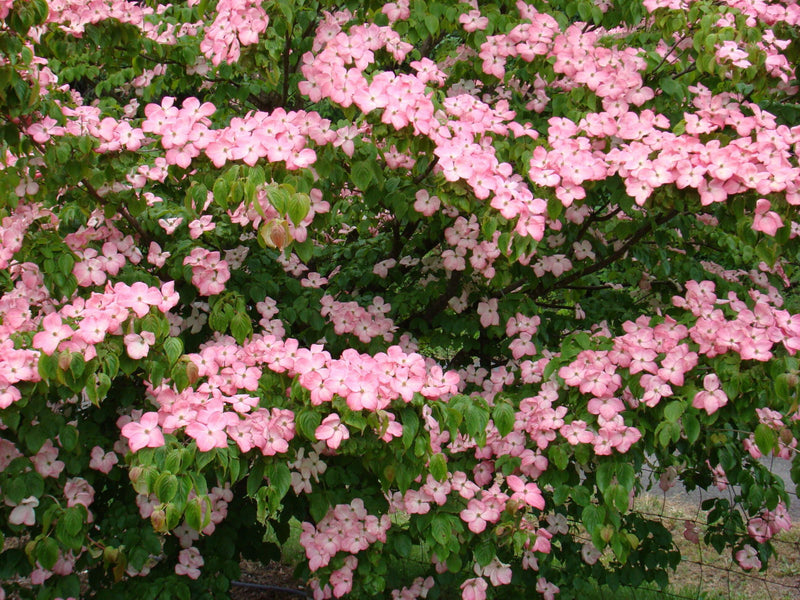 - Cornus kousa 'Hanros' Radiant Rose™ Pink Flowering Chinese Dogwood - Mr Maple │ Buy Japanese Maple Trees