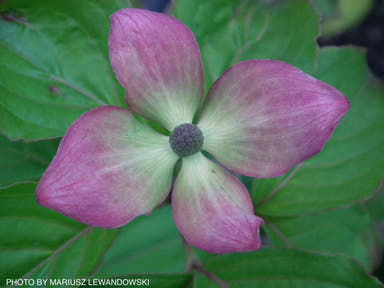 - Cornus kousa 'Heart Throb' Pink Flowering Chinese Dogwood - Mr Maple │ Buy Japanese Maple Trees