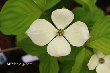 - Cornus kousa 'KF111-1’ Hyperion® Heavy Flowering Chinese Dogwood - Mr Maple │ Buy Japanese Maple Trees
