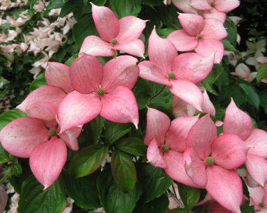 - Cornus kousa 'KN144-2' Rosy Teacups® Pink Flowering Chinese Dogwood - Mr Maple │ Buy Japanese Maple Trees