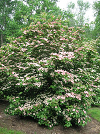 - Cornus kousa 'KN144-2' Rosy Teacups® Pink Flowering Chinese Dogwood - Mr Maple │ Buy Japanese Maple Trees