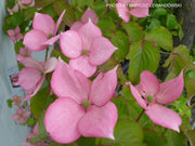 - Cornus kousa 'KN144-2' Rosy Teacups® Pink Flowering Chinese Dogwood - Mr Maple │ Buy Japanese Maple Trees