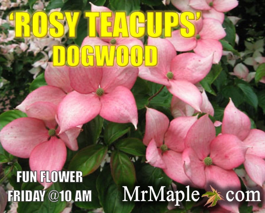 Buy Cornus kousa Rosy Teacups® Pink Flowering Chinese Dogwood — Mr Maple │ Buy Japanese Maple Trees