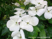 - Cornus kousa 'KN30-8’ Venus® Large Flowering Chinese Dogwood - Mr Maple │ Buy Japanese Maple Trees