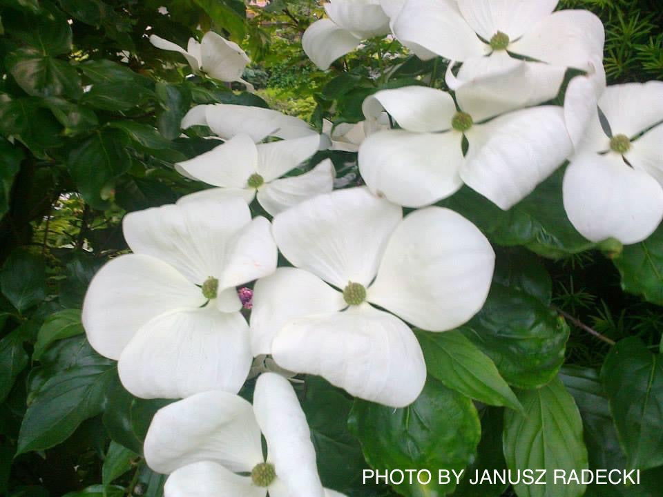Buy Cornus kousa Venus® Large Flowering White Chinese Dogwood — Mr