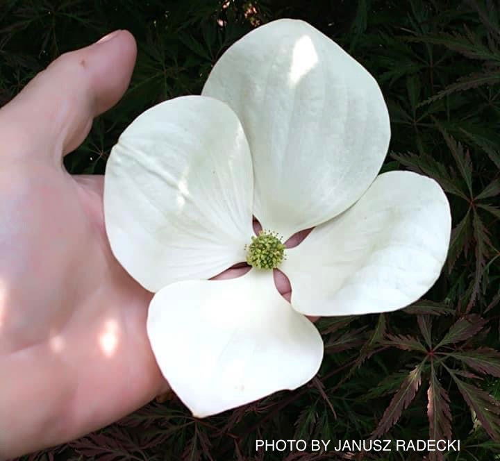 Buy Cornus kousa Venus® Large Flowering White Chinese Dogwood — Mr