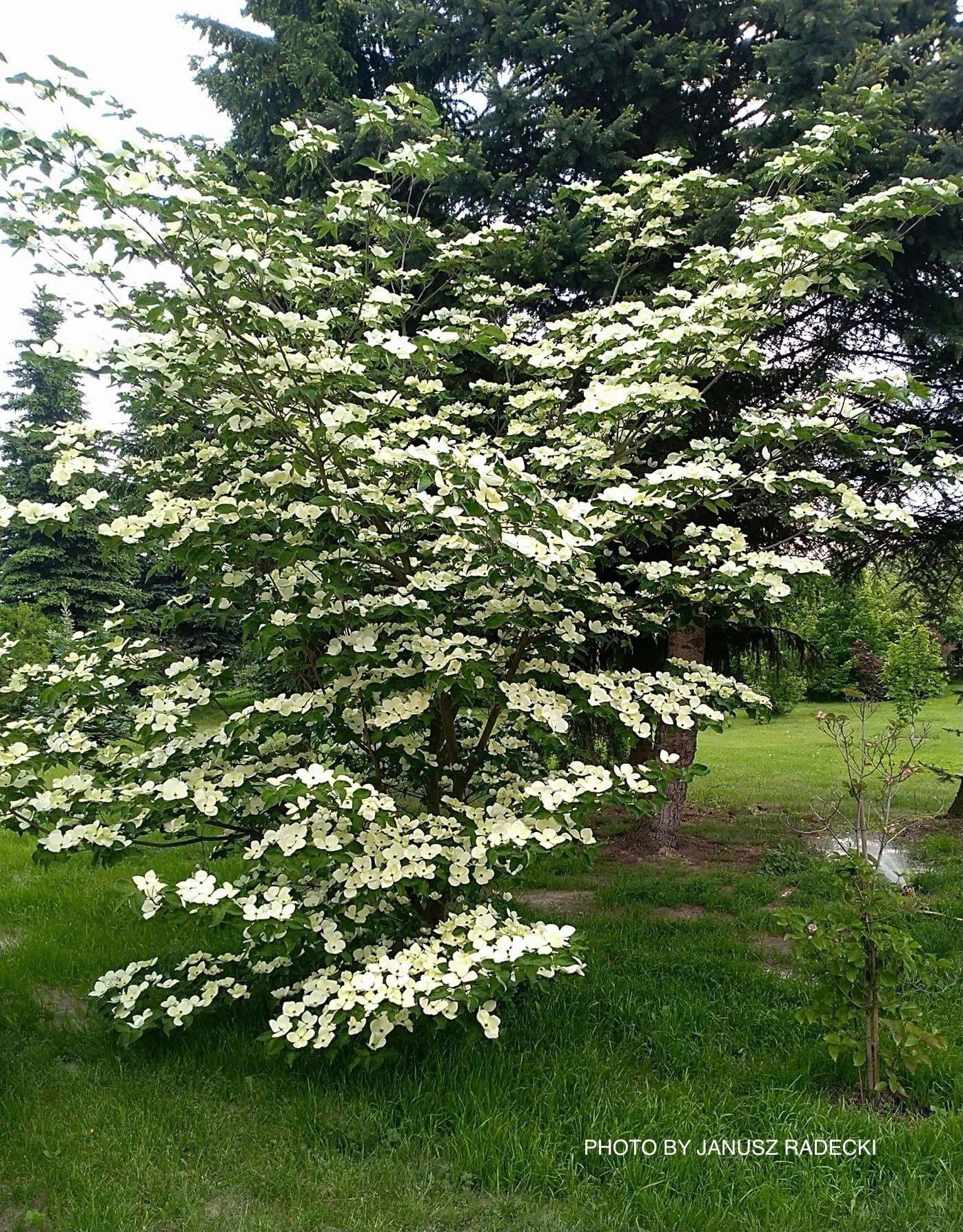 Buy Cornus kousa Venus® Large Flowering White Chinese Dogwood — Mr