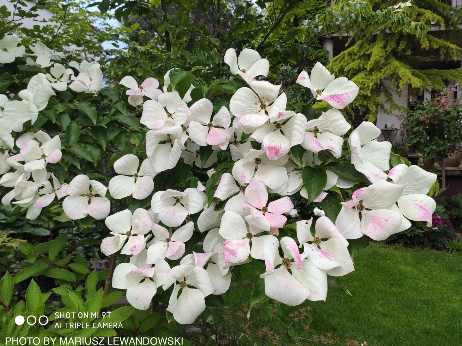 Buy Cornus kousa Venus® Large Flowering White Chinese Dogwood — Mr