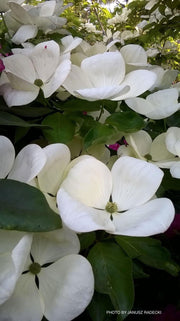 - Cornus kousa 'KN30-8’ Venus® Large Flowering Chinese Dogwood - Mr Maple │ Buy Japanese Maple Trees