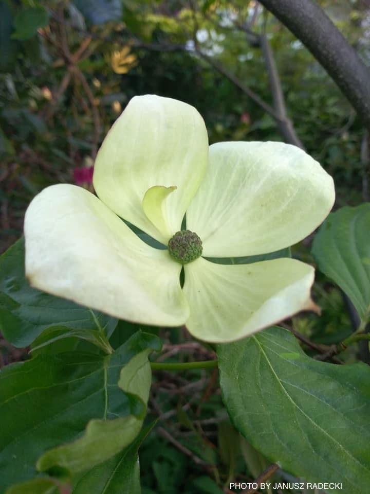 Buy Cornus kousa Venus® Large Flowering White Chinese Dogwood — Mr