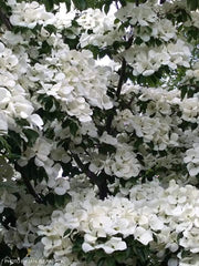 - Cornus kousa 'KN30-8’ Venus® Large Flowering Chinese Dogwood - Mr Maple │ Buy Japanese Maple Trees