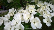 - Cornus kousa 'KN30-8’ Venus® Large Flowering Chinese Dogwood - Mr Maple │ Buy Japanese Maple Trees