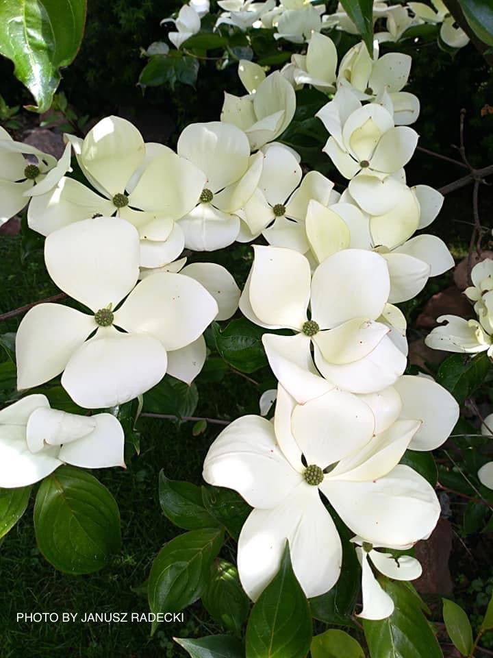 Buy Cornus kousa Venus® Large Flowering White Chinese Dogwood — Mr
