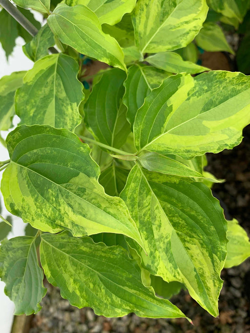 - Cornus kousa 'Kaleidoscope' Variegated Foliage Chinese Dogwood - Mr Maple │ Buy Japanese Maple Trees