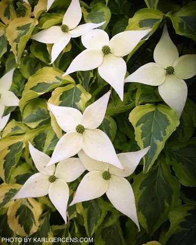 - Cornus kousa 'Kristin Lipka’s Variegated Weeper' Chinese Dogwood - Mr Maple │ Buy Japanese Maple Trees