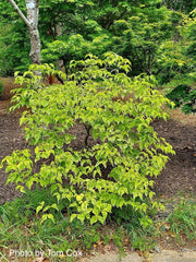 - Cornus kousa 'Kristin Lipka’s Variegated Weeper' Chinese Dogwood - Mr Maple │ Buy Japanese Maple Trees