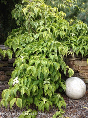 - Cornus kousa 'Kristin Lipka’s Variegated Weeper' Chinese Dogwood - Mr Maple │ Buy Japanese Maple Trees