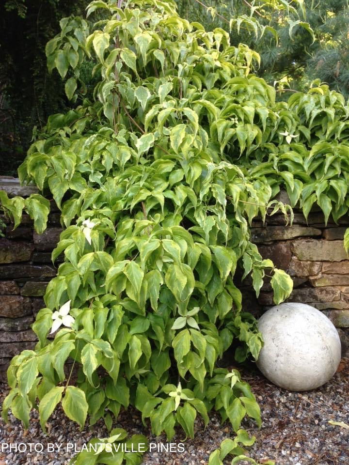 - Cornus kousa 'Kristin Lipka’s Variegated Weeper' Chinese Dogwood - Mr Maple │ Buy Japanese Maple Trees