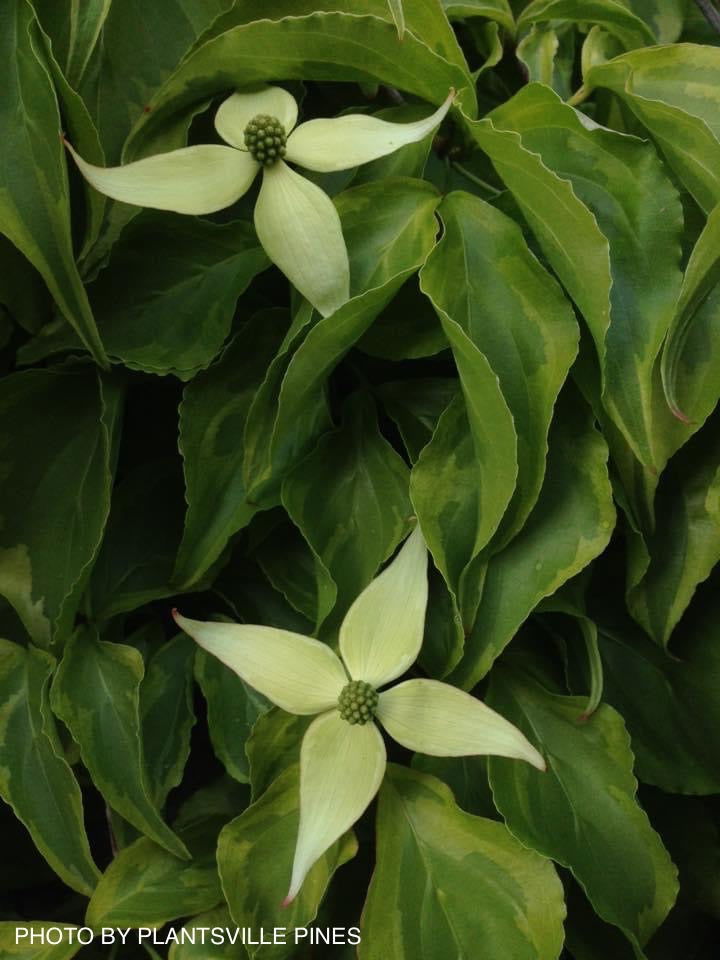 - Cornus kousa 'Kristin Lipka’s Variegated Weeper' Chinese Dogwood - Mr Maple │ Buy Japanese Maple Trees