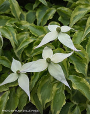 - Cornus kousa 'Kristin Lipka’s Variegated Weeper' Chinese Dogwood - Mr Maple │ Buy Japanese Maple Trees