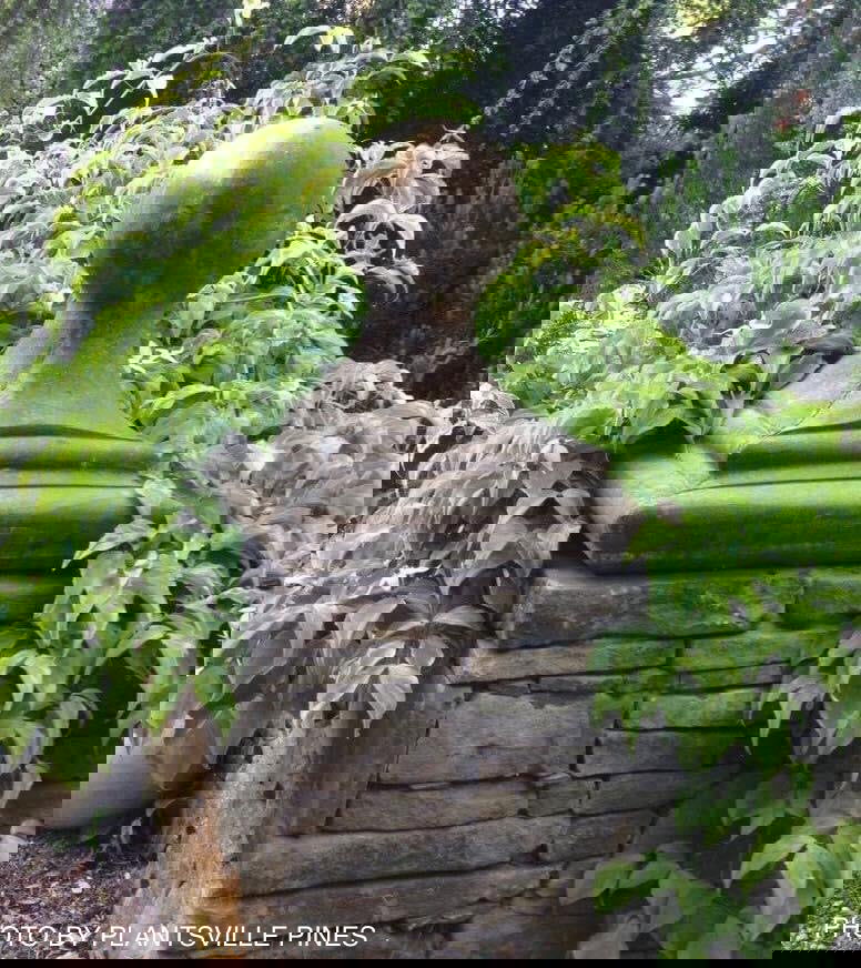 - Cornus kousa 'Kristin Lipka’s Variegated Weeper' Chinese Dogwood - Mr Maple │ Buy Japanese Maple Trees