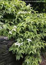- Cornus kousa 'Kristin Lipka’s Variegated Weeper' Chinese Dogwood - Mr Maple │ Buy Japanese Maple Trees