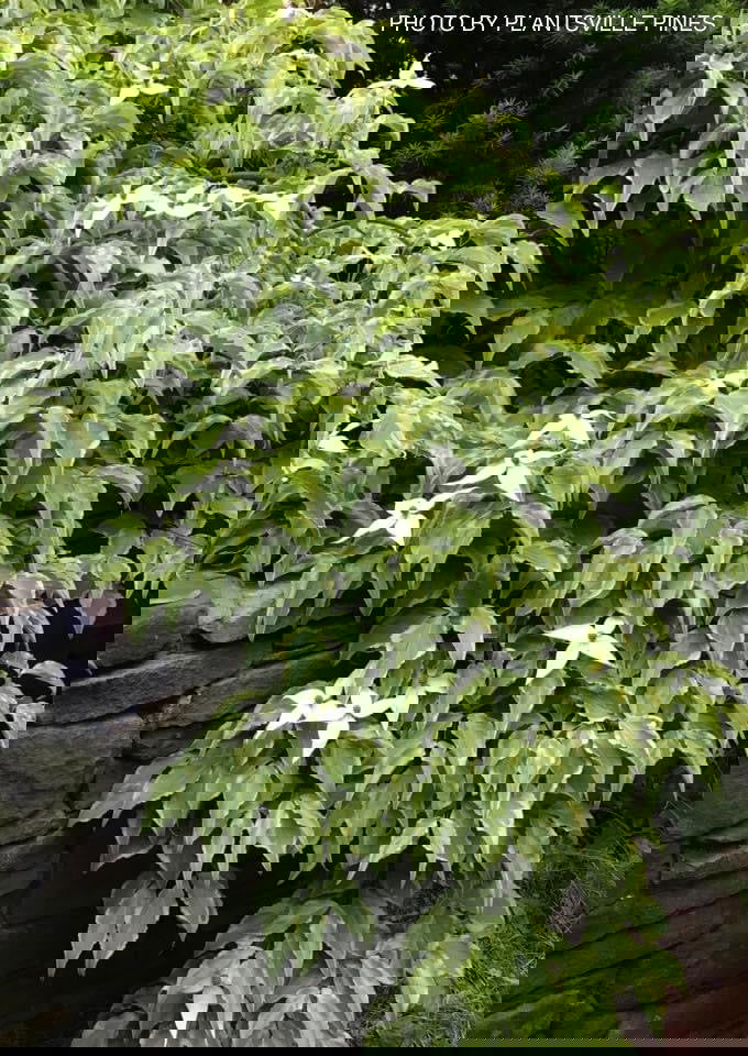 - Cornus kousa 'Kristin Lipka’s Variegated Weeper' Chinese Dogwood - Mr Maple │ Buy Japanese Maple Trees