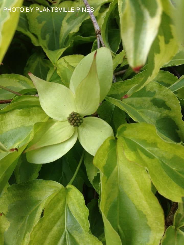 - Cornus kousa 'Kristin Lipka’s Variegated Weeper' Chinese Dogwood - Mr Maple │ Buy Japanese Maple Trees