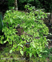 - Cornus kousa 'Kristin Lipka’s Variegated Weeper' Chinese Dogwood - Mr Maple │ Buy Japanese Maple Trees