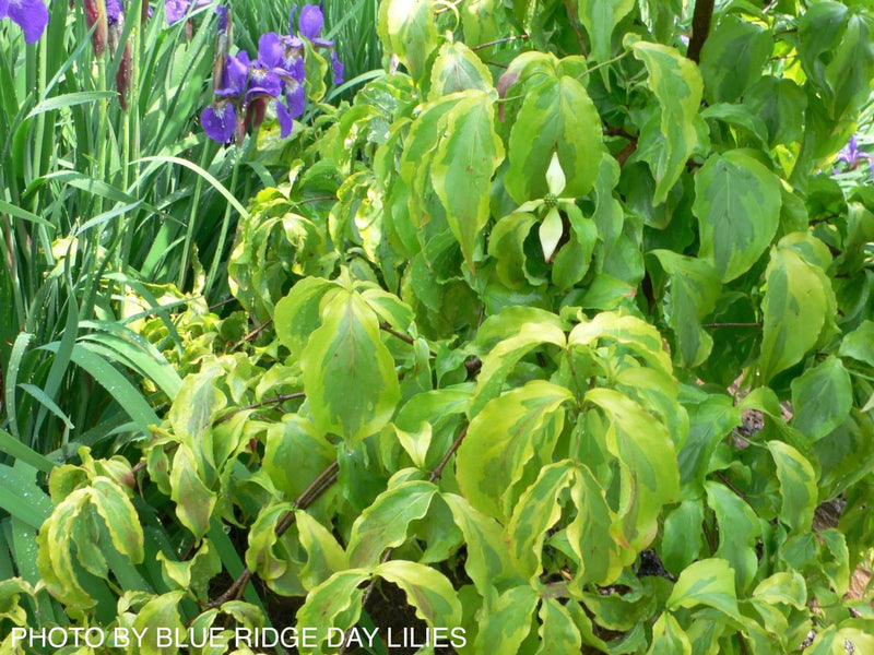 - Cornus kousa 'Kristin Lipka’s Variegated Weeper' Chinese Dogwood - Mr Maple │ Buy Japanese Maple Trees